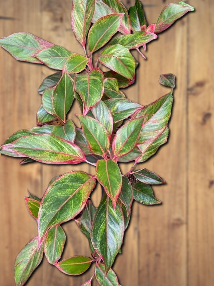 Aglaonema &lsquo;Siam Aurora&rsquo;.