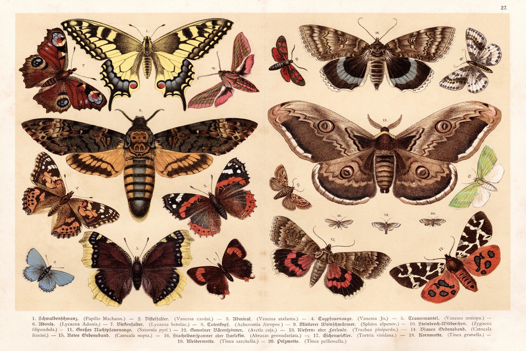 Moths and Butterflies 1888 Vintage Illustration Art Print Poster 18×12