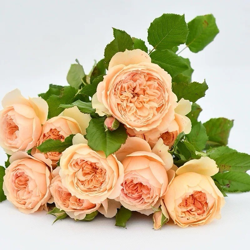Masora rose Plant- Japanese Shrub – 1 Gallon Plant- Apricot Pink -Strong Scent