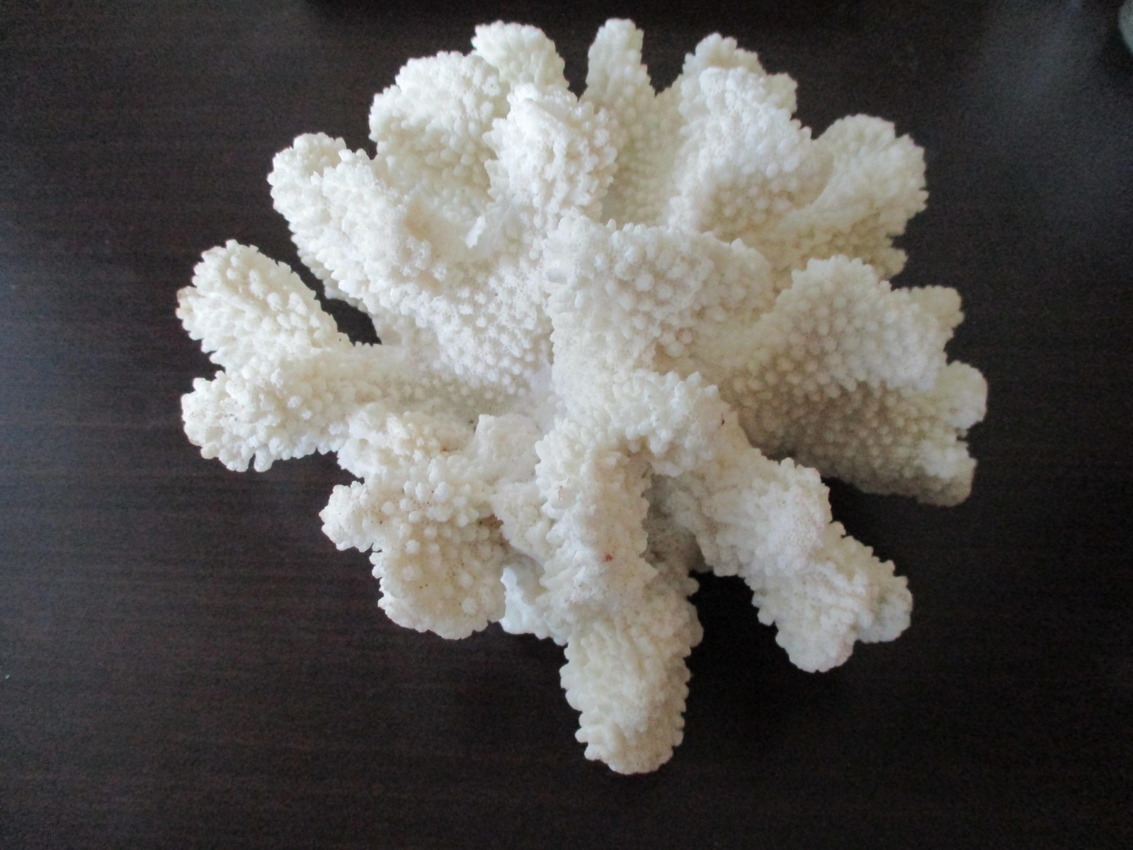 White Faux Coral Cauliflower Medium 4 x 7 In. Coastal Decor Contemporary Display