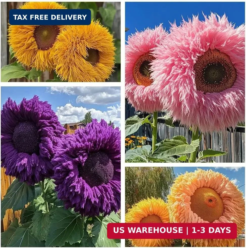 800pcs Teddy Bear Sunflower Seeds for Planting Giant Teddy Bear Sun Flower Seed