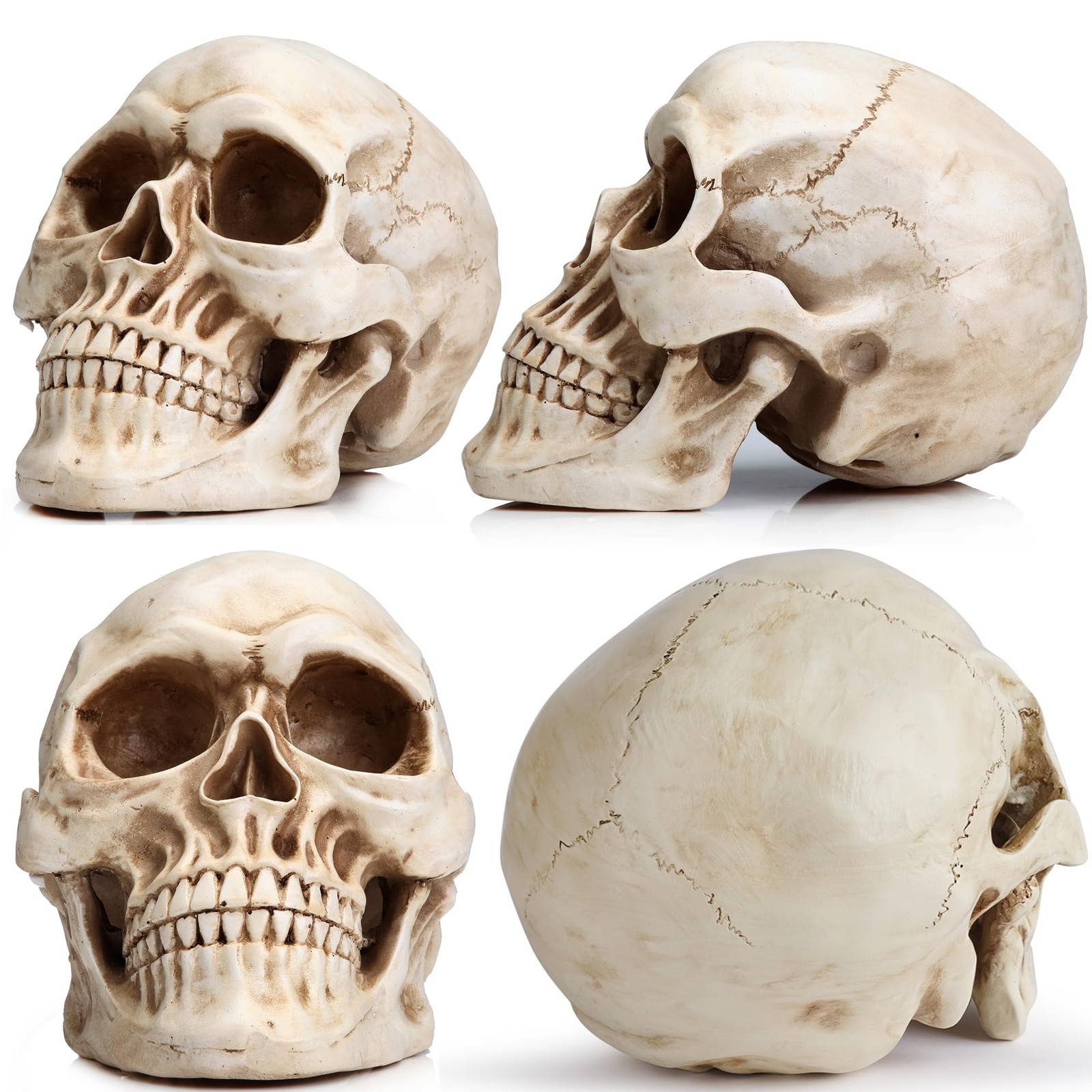 READAEER Life Size Resin Skull, Large Size Adult Skull Head Model for Home Decor