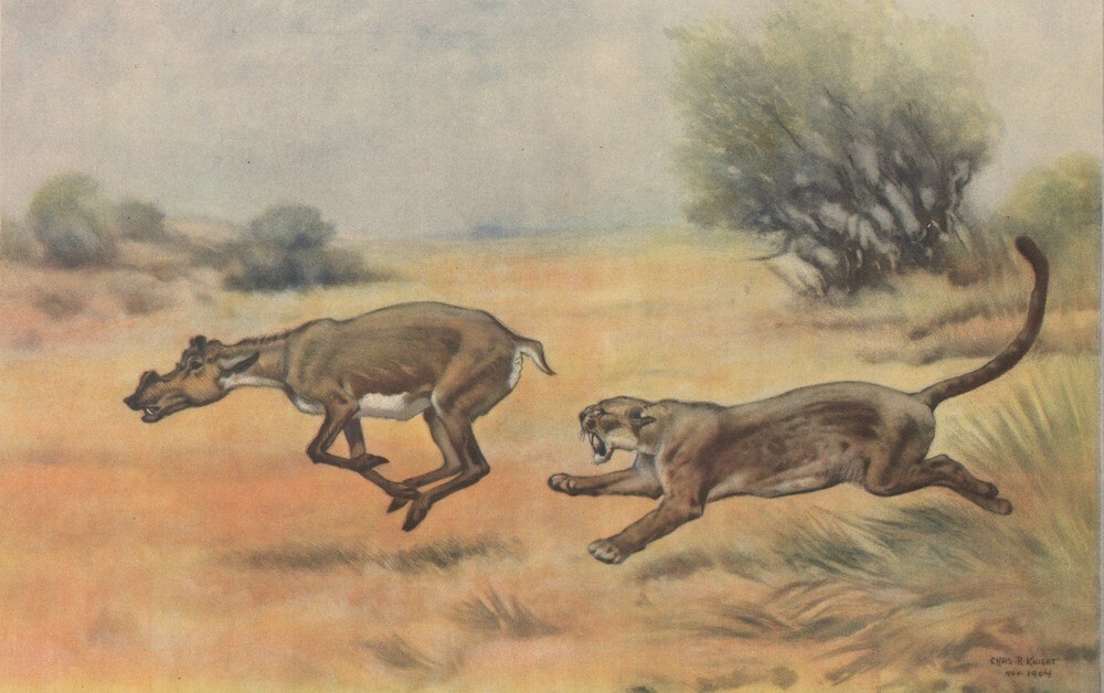 Charles R Knight Dinictis and Protoceras : Prehistoric Mammals : Art Print 1904