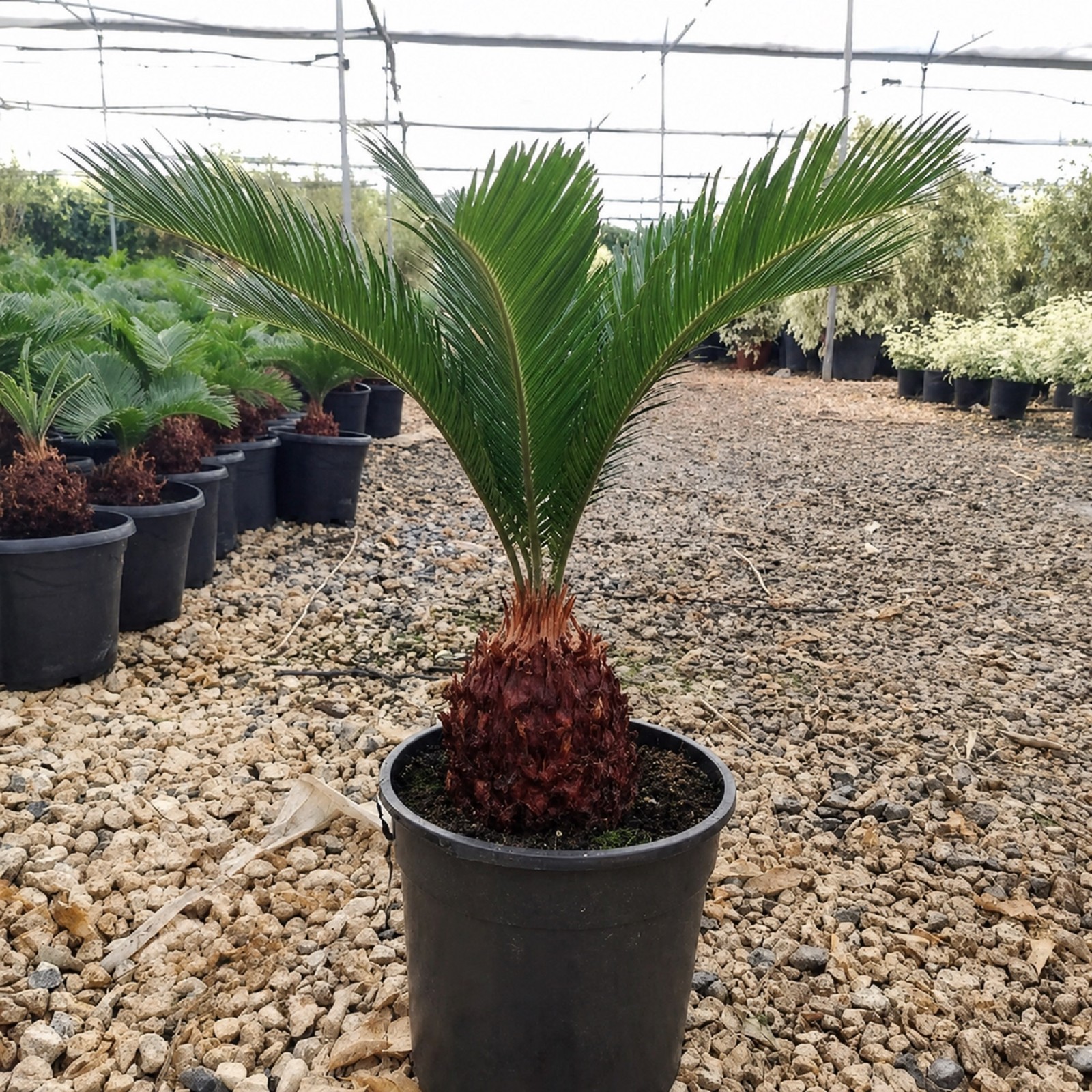 Sago Palm Live Plant Cycas Revoluta Tropical Palm Easy Care Indoor Grow in pot