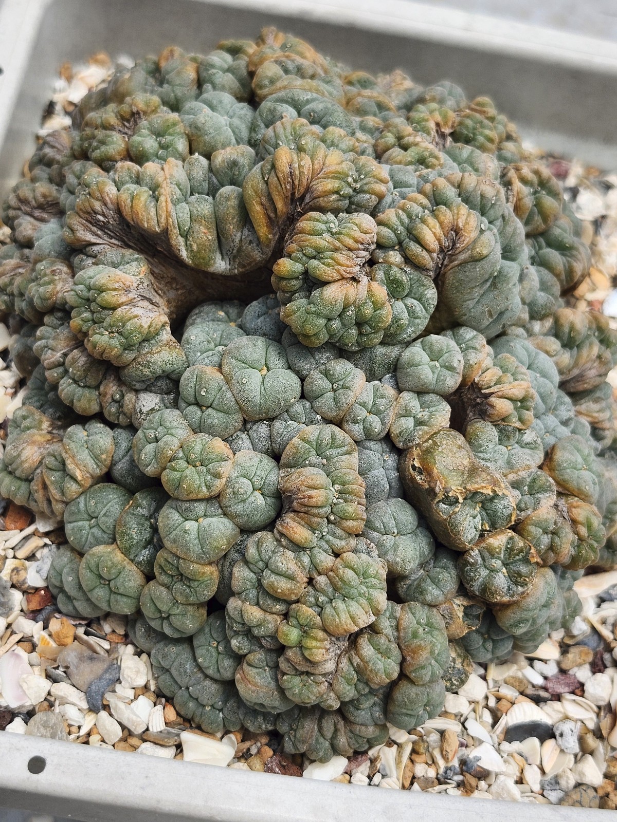 Large RARE crested cactus, self pollinating, shown in 6&Prime; pot