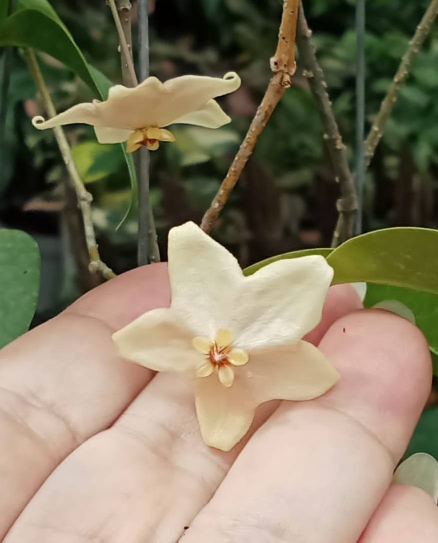 Hoya Evelinae Sp Papua Rare Tropical Wax Plant