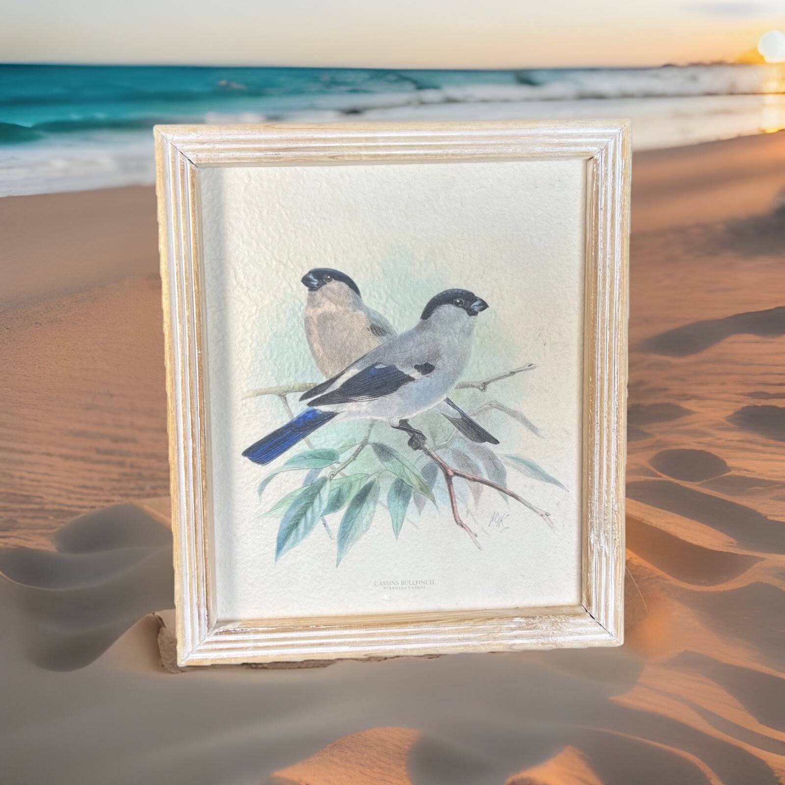 14” Watercolor Bird Wall Art Cassins Bullfinch Textured Paper Print Wood Frame