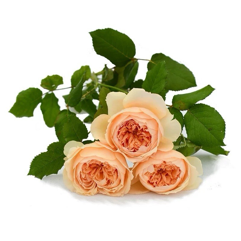 Masora rose Plant- Japanese Shrub – 1 Gallon Plant- Apricot Pink -Strong Scent