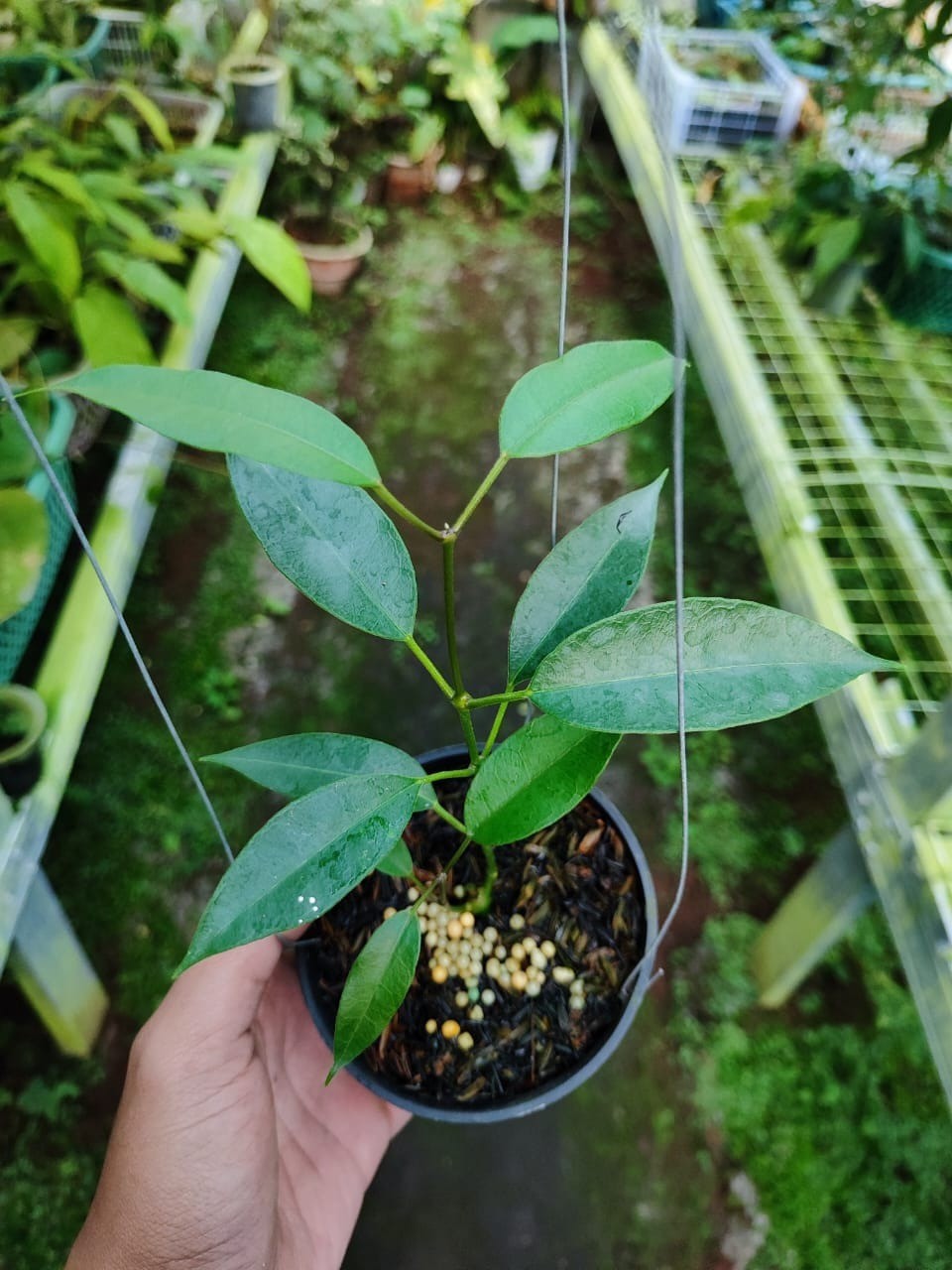 Hoya Gildingii Rare Tropical Wax Plant