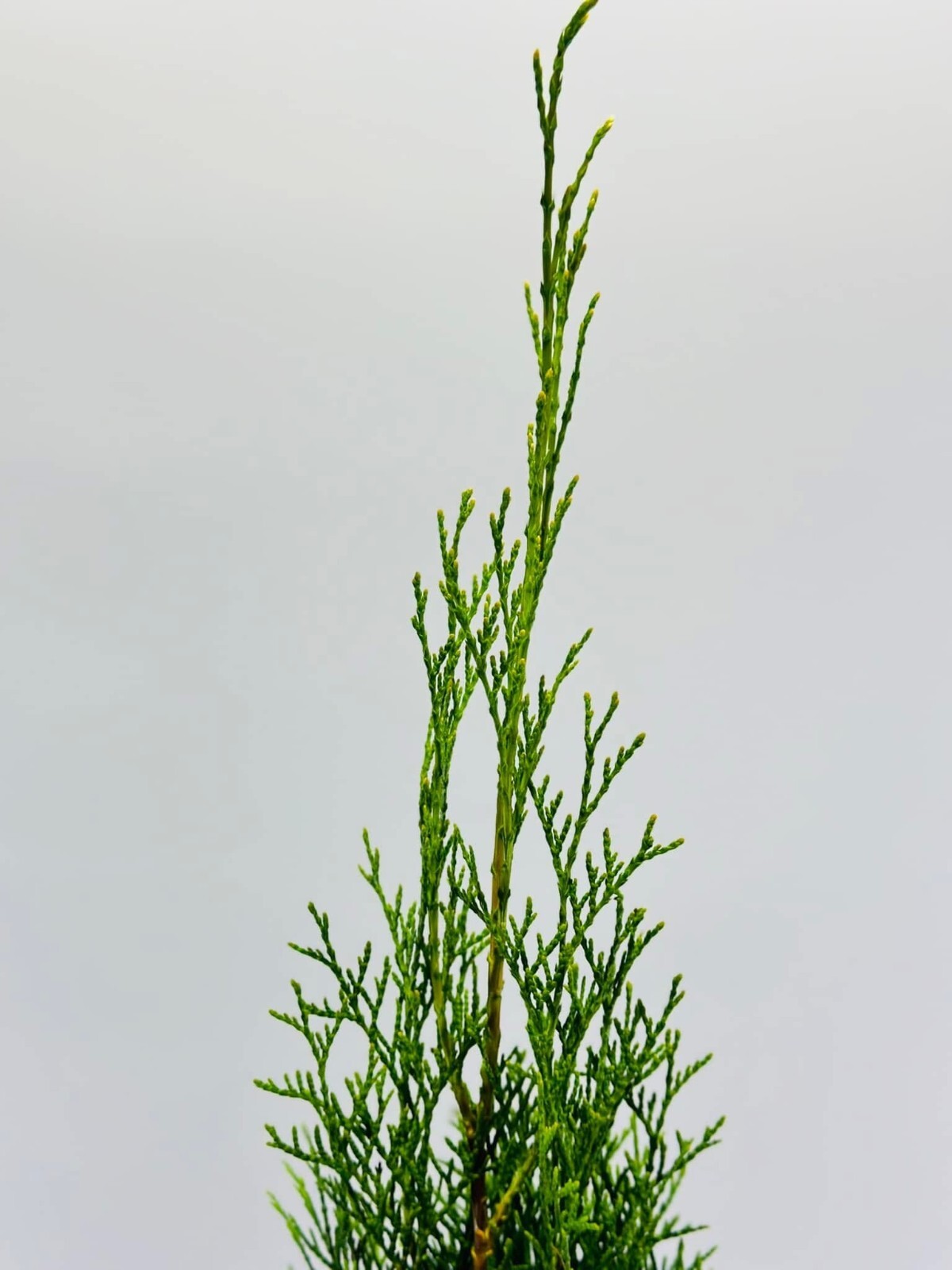 Thuja Smaragd