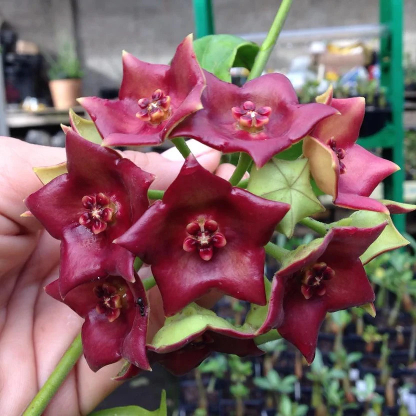 Hoya Sussuela Rare Plant