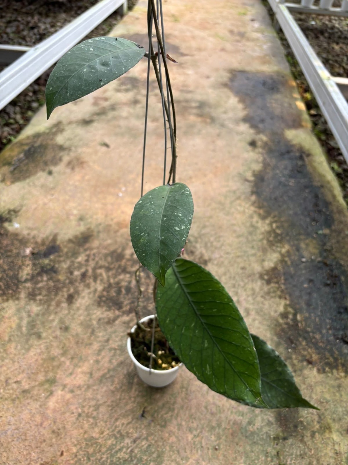 Hoya Sp Aceh Rikit Musara Rare Wax Plant