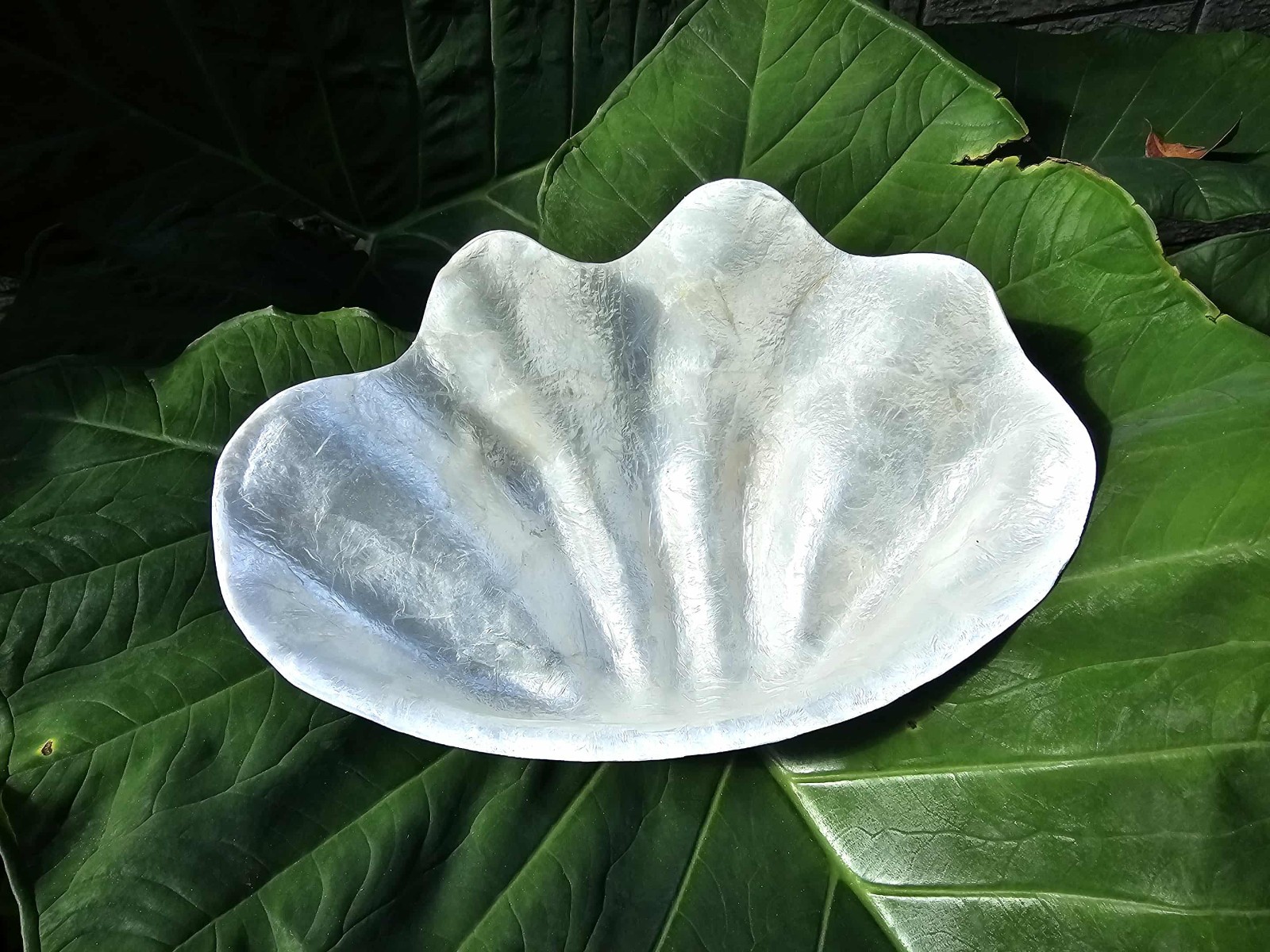 1-CAPIZ SEASHELL Clam Shape Bowl,Wedding Decor,Beach Decor,All Occasion Gifts