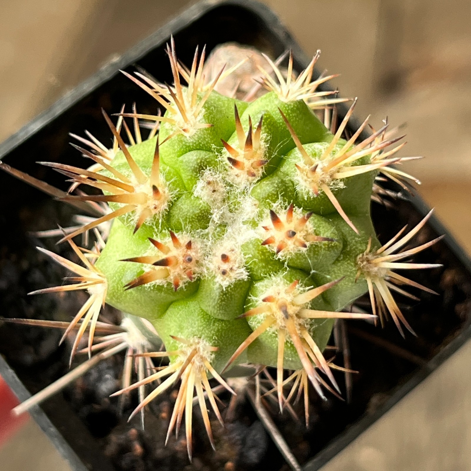 29-912 Copiapoa solaris, JN2233, Quebrada Izcuna, 513m, grafted