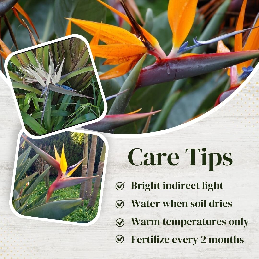 Bird of Paradise Plants Live (4-Pack) , 6-10&Prime; Height. 2&Prime; Pot