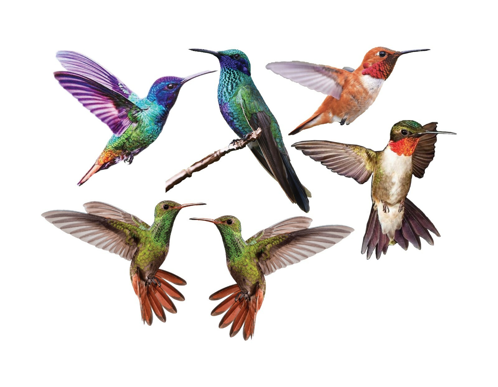 3&Prime; Sized 6pcs Hummingbird Bird Window or Wall Vinyl Decals