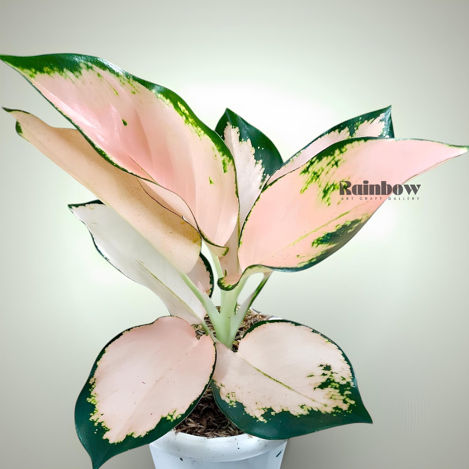 Aglaonema Kochin Sutra Ornamental Plant