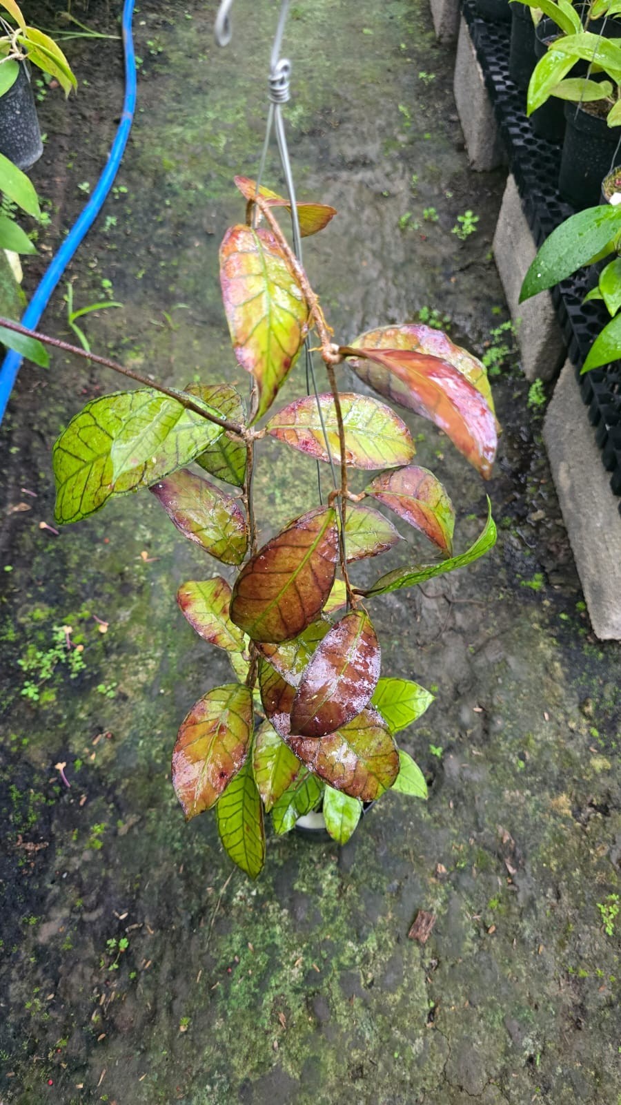 Real Picture Hoya Sp Gunung Gading Red Lush Leaves Rare Plant