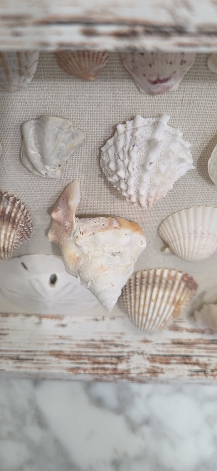 Handmade Florida Gulf Coast Seashell Shadow Box 8×8 Beach Coastal Decor Wall Art