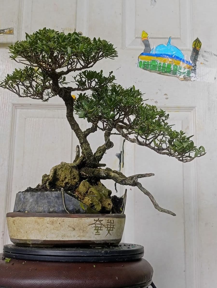 Pemphis Acidula || Small size || Real picture || Bonsai tree || Unique style