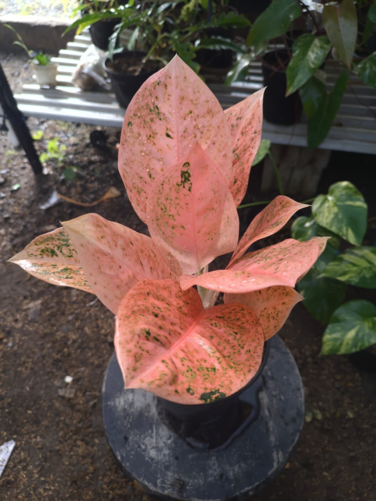 Real Pict Aglaonema Stardust Orange Rare Plant