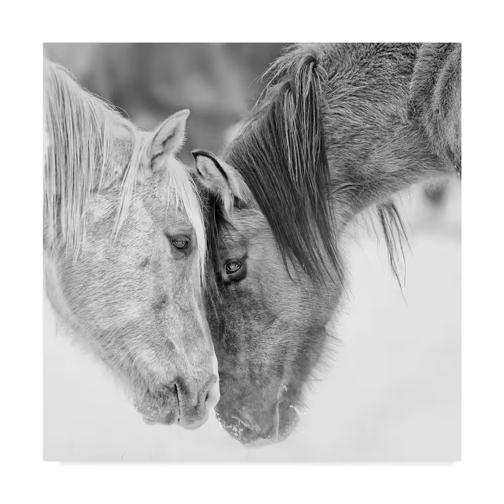Burchett &lsquo;Black and White Horses Via&rsquo; Canvas Unframed Photography Wall Art 35 In