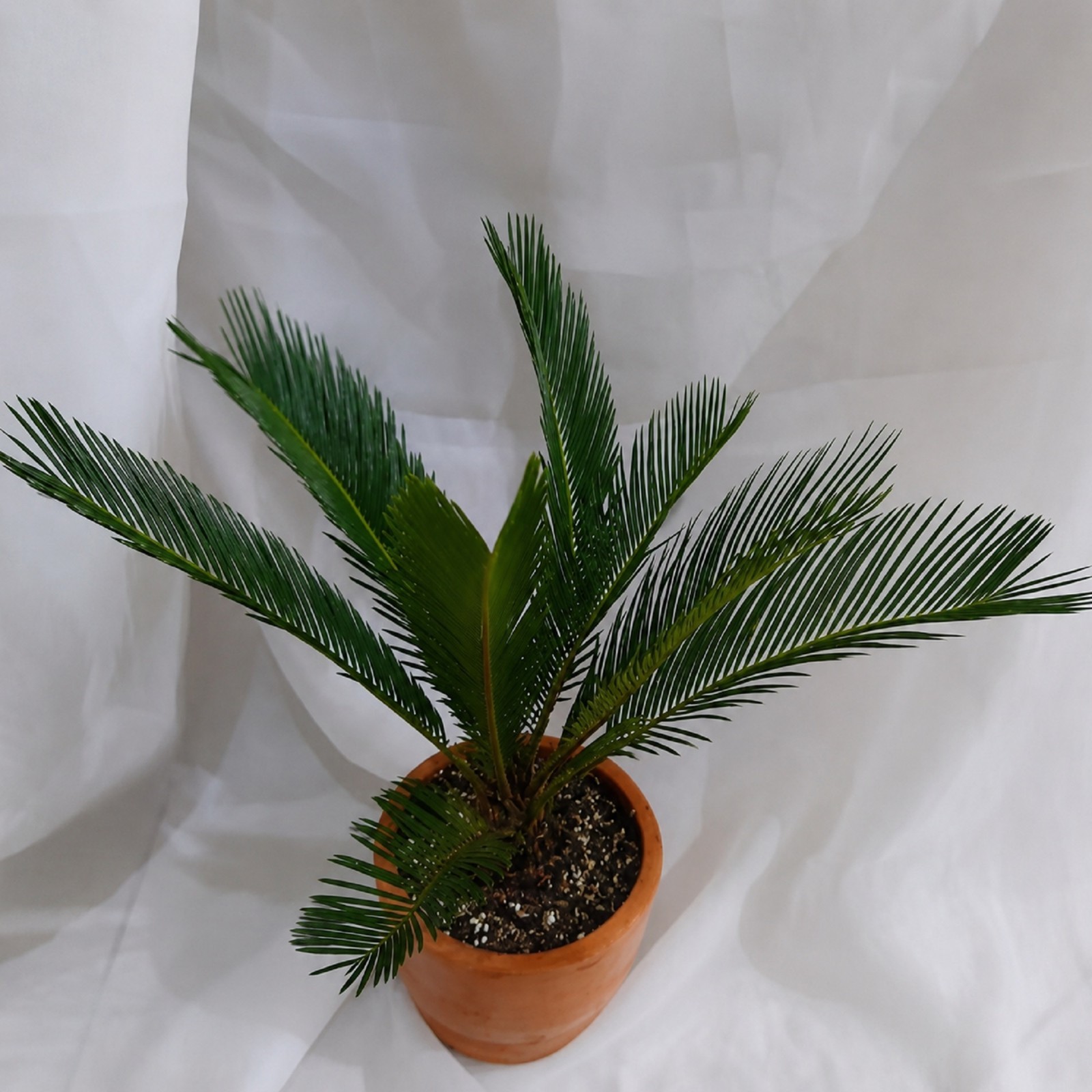 Sago Palm Live Plant Cycas Revoluta Tropical Palm Easy Care Indoor Grow in pot