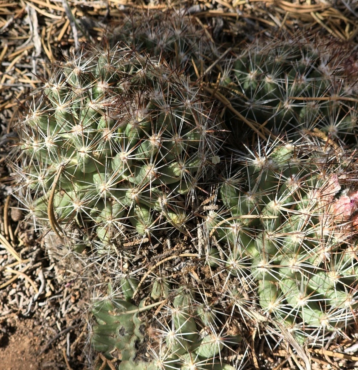 Live Escobaria vivipara Spinystar Pincushion Cactus Plant 🌵