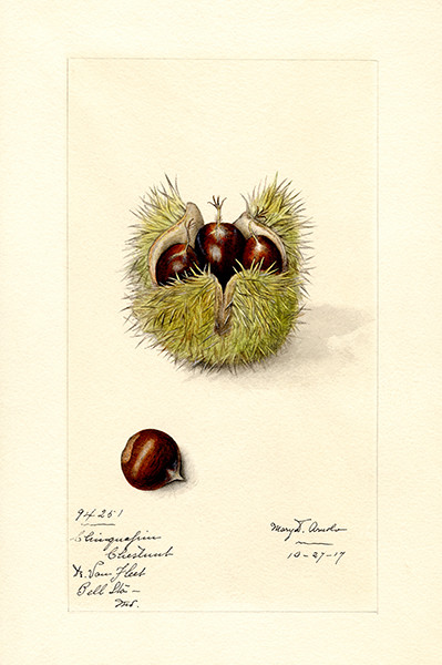 Chestnut – Castanea – 1917 – Illustration Poster