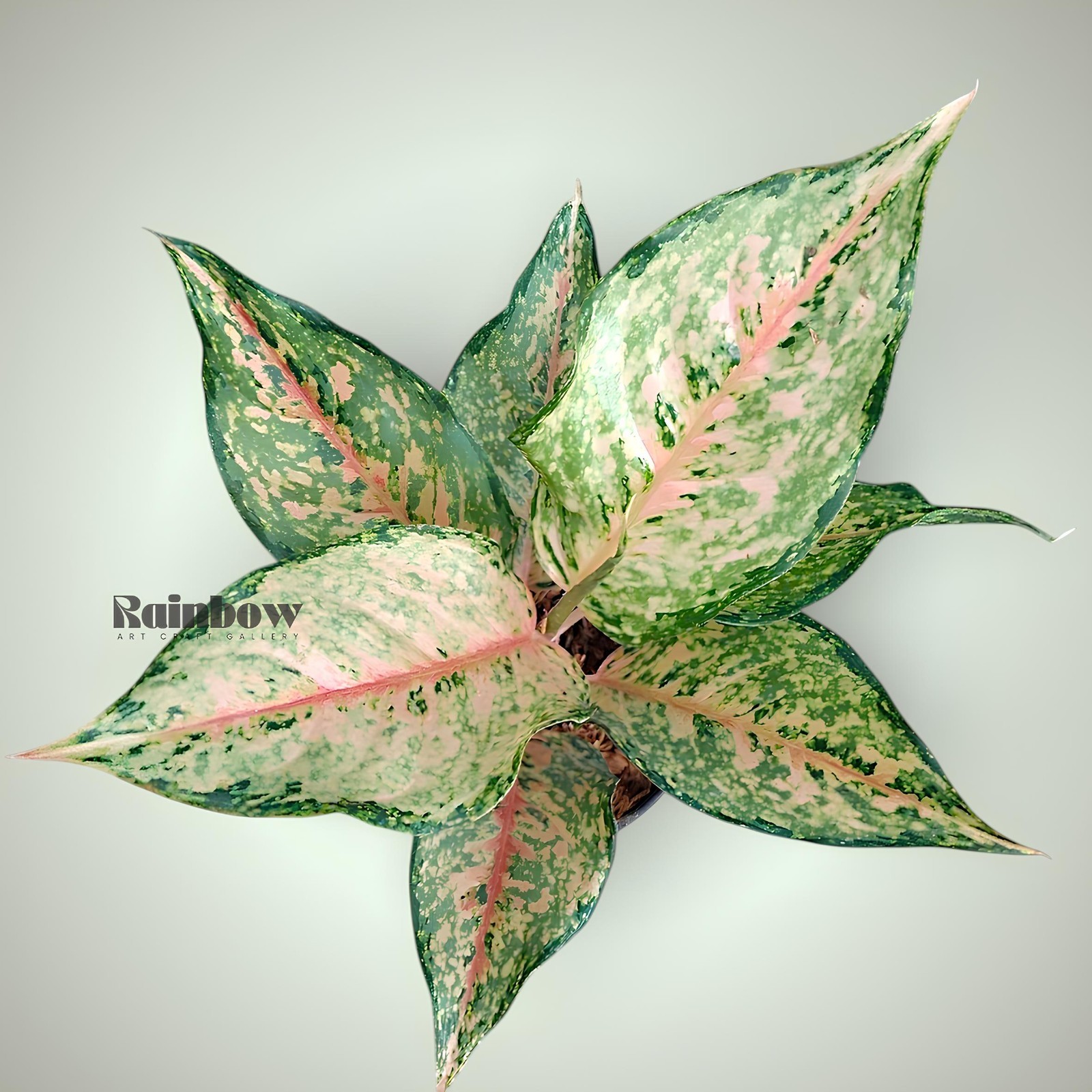 Aglaonema Alexandrit Beatiful Ornamental Plant