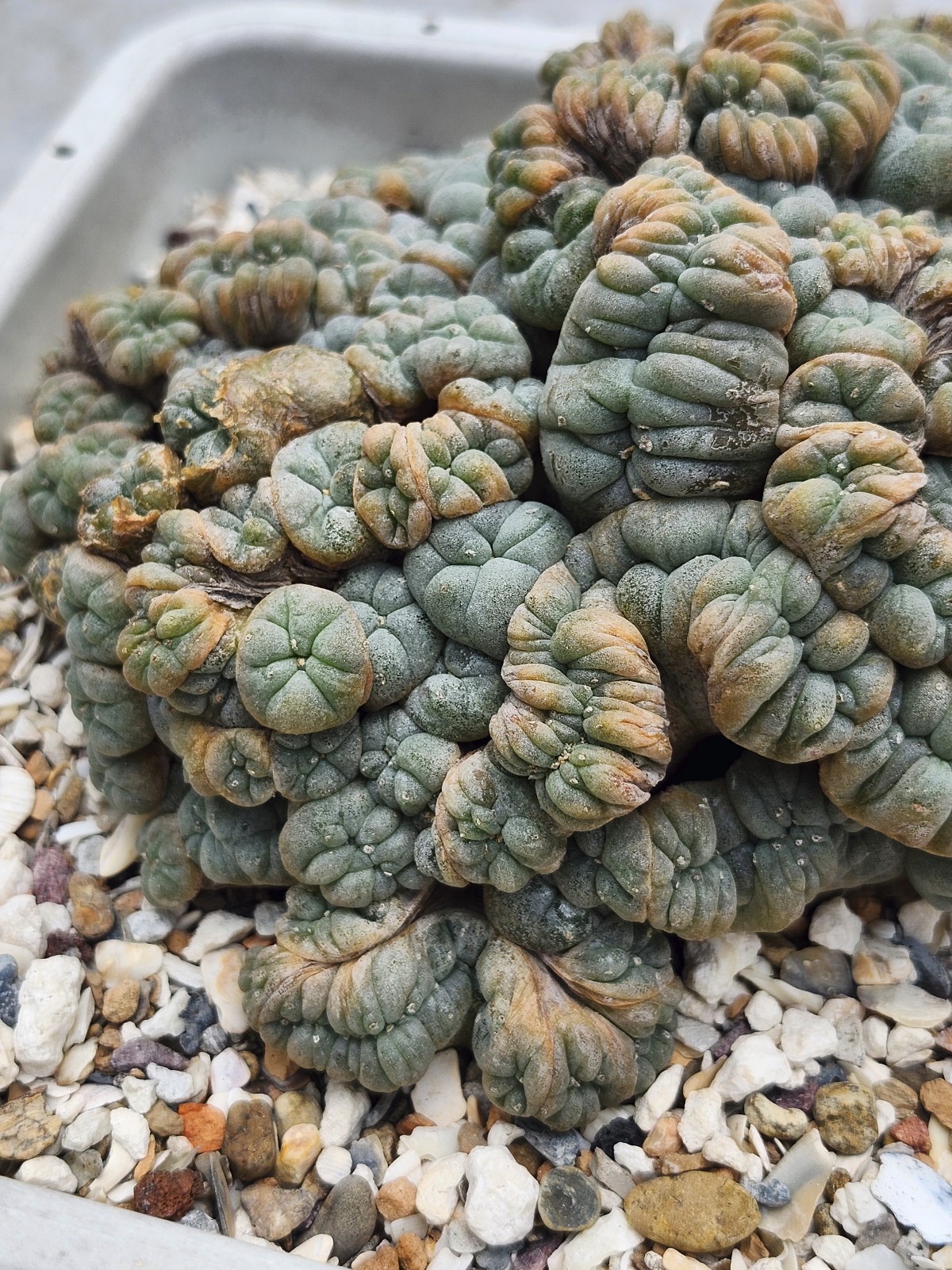 Large RARE crested cactus, self pollinating, shown in 6&Prime; pot