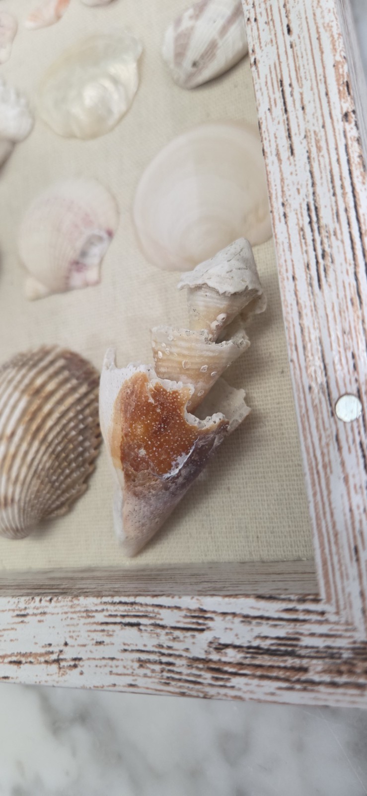 Handmade Florida Gulf Coast Seashell Shadow Box 8×8 Beach Coastal Decor Wall Art