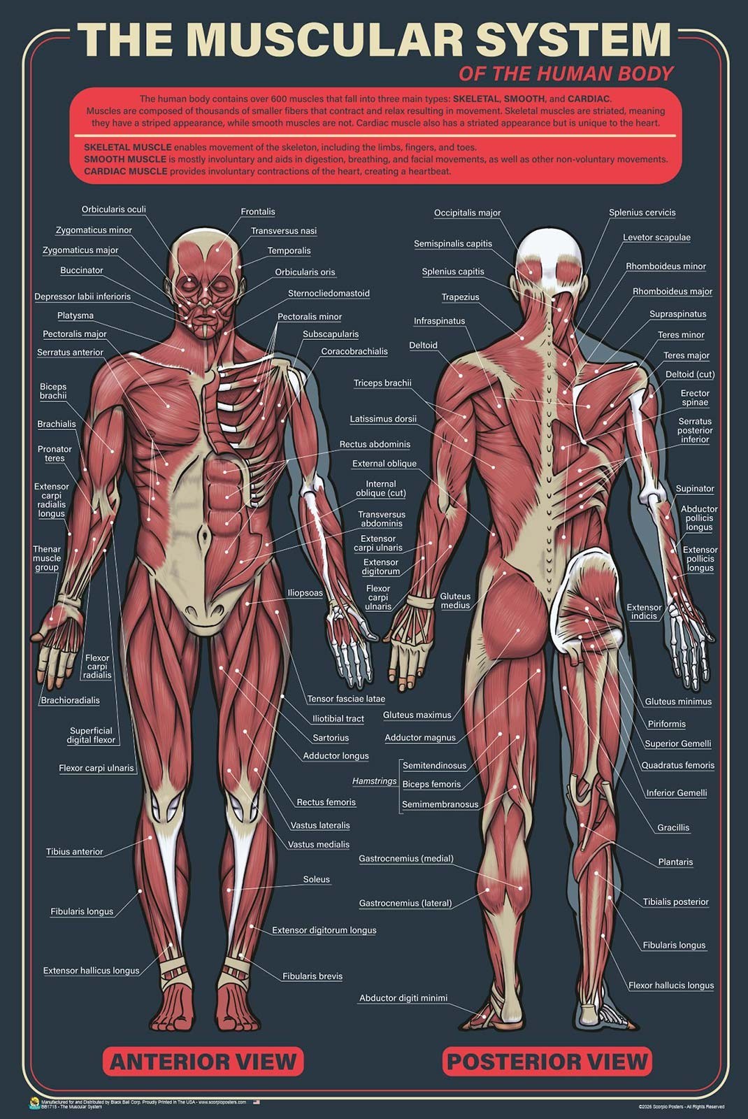 The Muscular System Educational Chart Poster – 24&Prime; x 36&Prime;