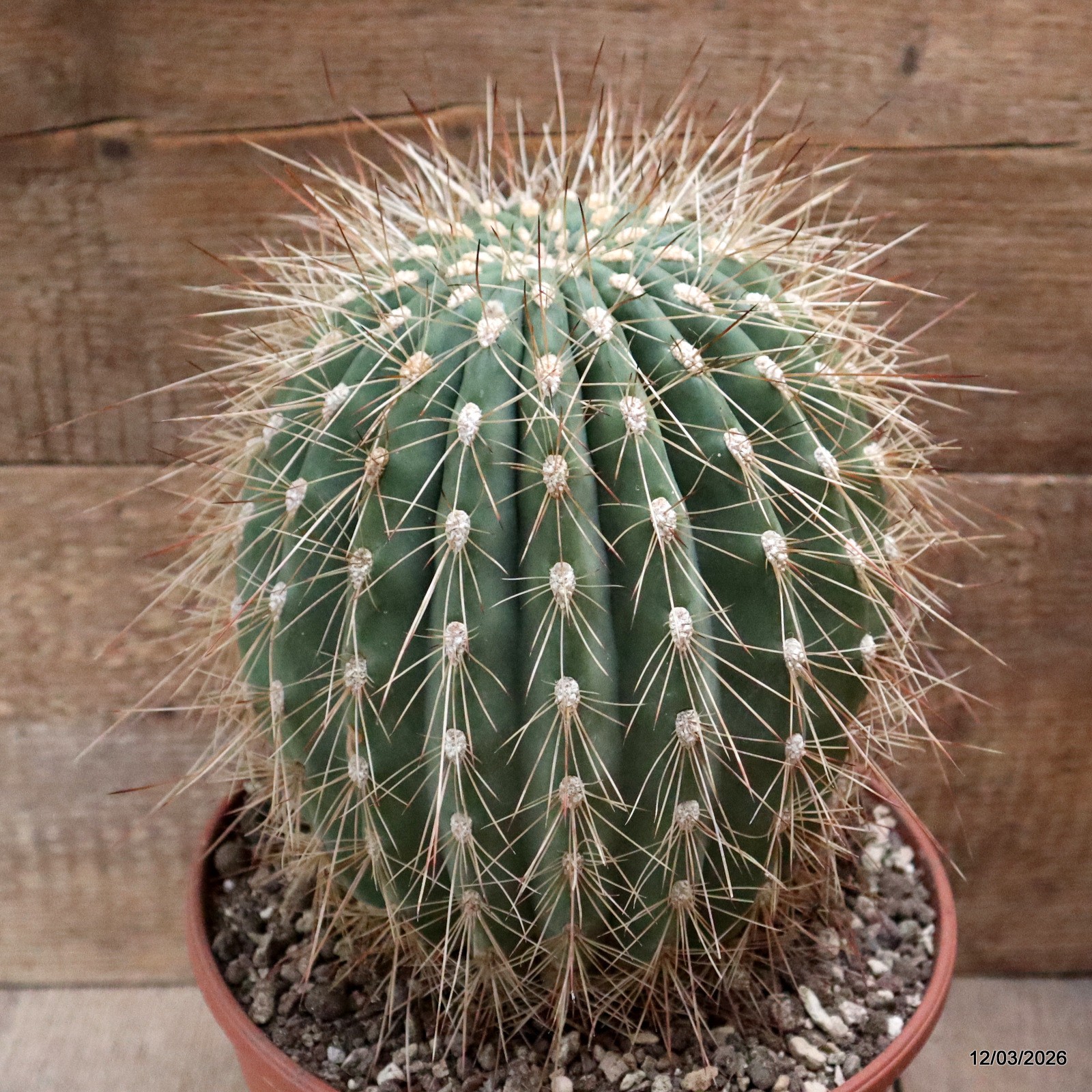 D7963 DENMOZA RHODACANTHA pot22-H24-W17 cm MaMa Cactus