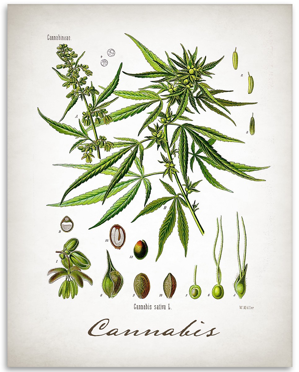 Cannabis Poster 11×14 Unframed Print Marijuana Wall Art Stoner Decor Gift