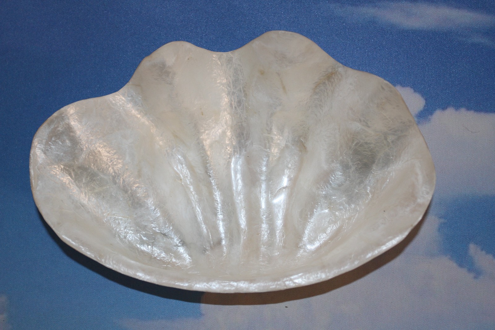 1-CAPIZ SEASHELL Clam Shape Bowl,Wedding Decor,Beach Decor,All Occasion Gifts