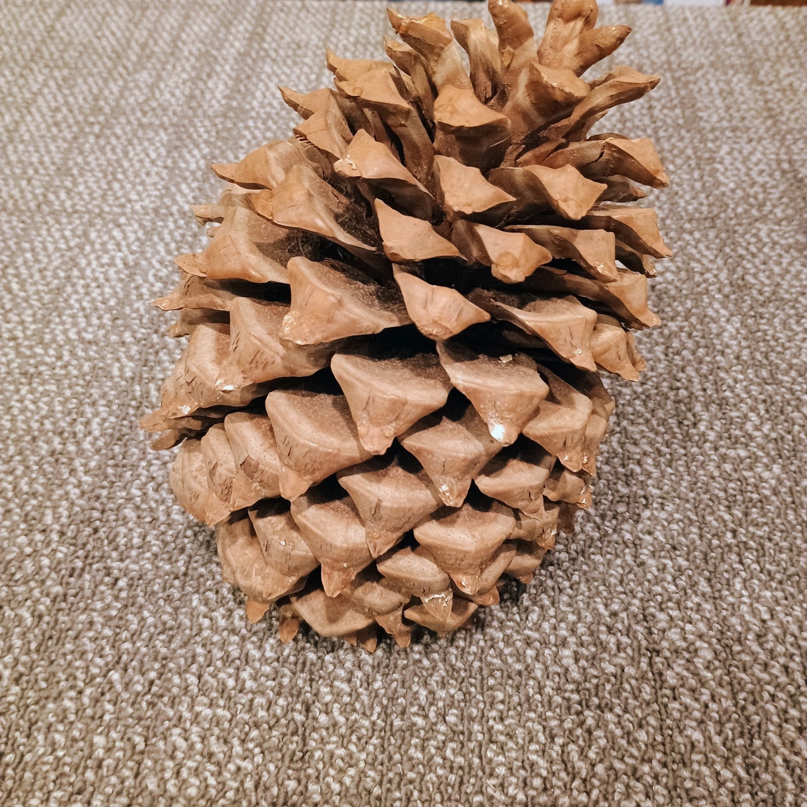 Large Natural Decorative Pinecone 9 Inch Rustic Woodland Home Decor art