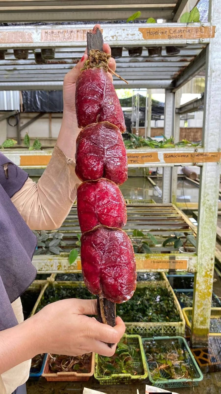 Hoya Imbricata Red Rare Tropical Wax Plant