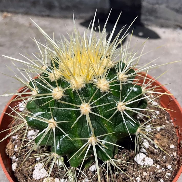 Astrophytum asterias Beautiful Raresucculent Garden Plants MIni CaCtus