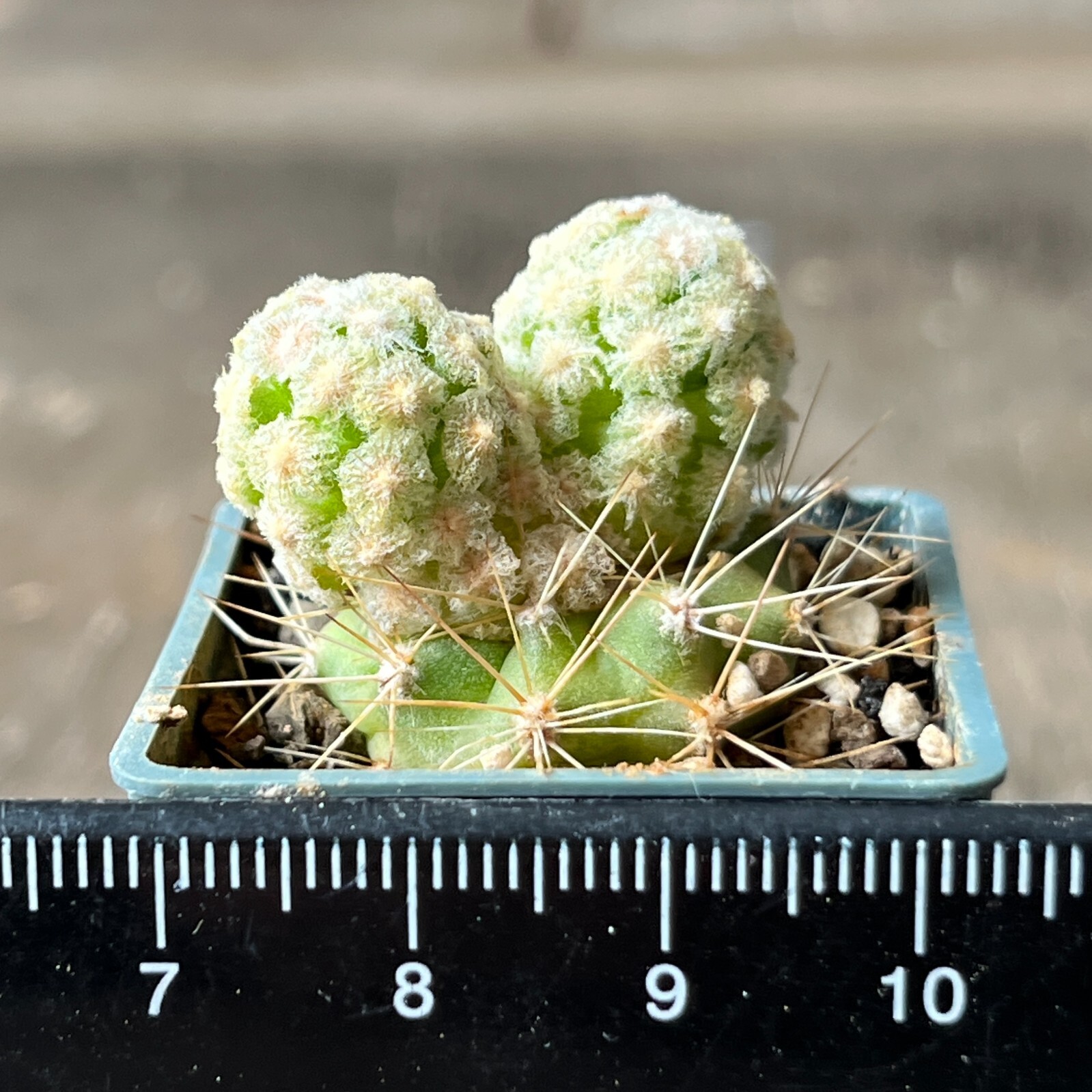 25-1658. Mammillaria theresae v. albiflora (Grafted)