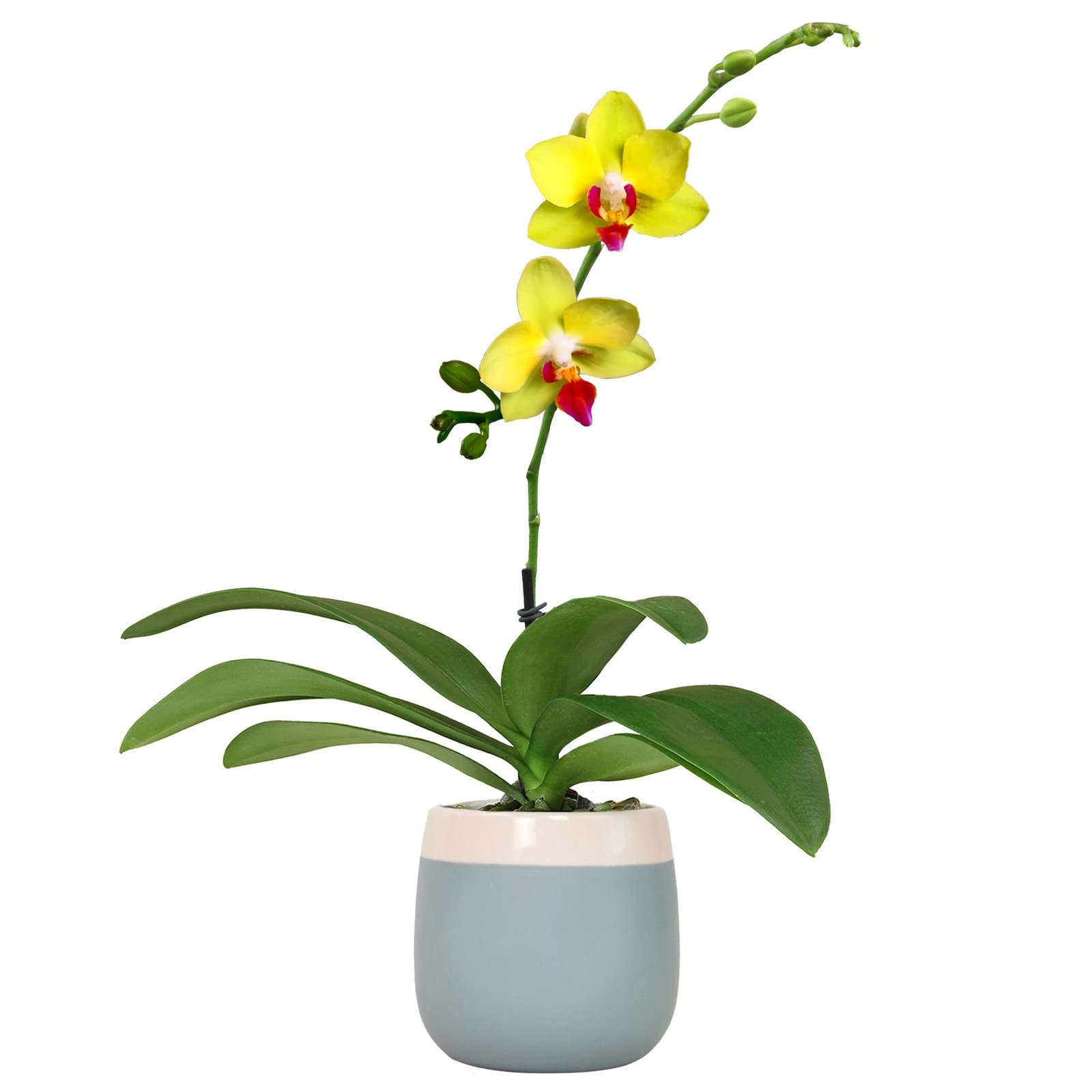 Premium Yellow Live Orchid Plant Blooming in 3.5&Prime; Blue & White Orchid Pot, Li…