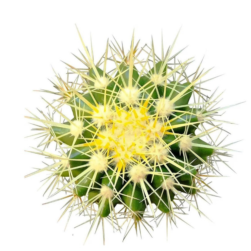Astrophytum asterias Beautiful Raresucculent Garden Plants MIni CaCtus