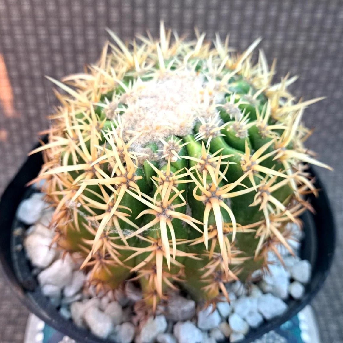 Astrophytum asterias Beautiful Raresucculent Garden Plants MIni CaCtus
