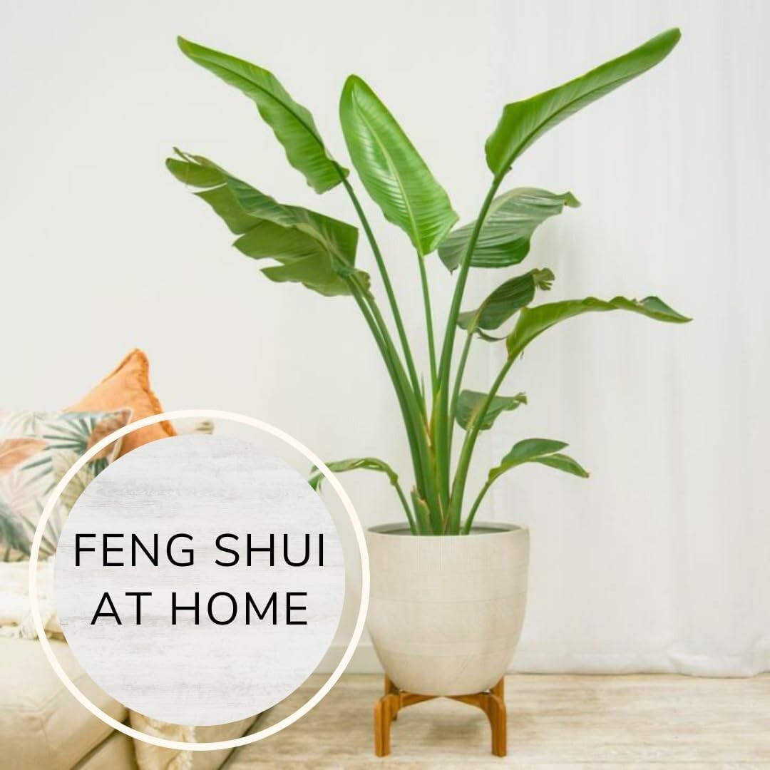 Bird of Paradise Plants Live (4-Pack) , 6-10&Prime; Height. 2&Prime; Pot