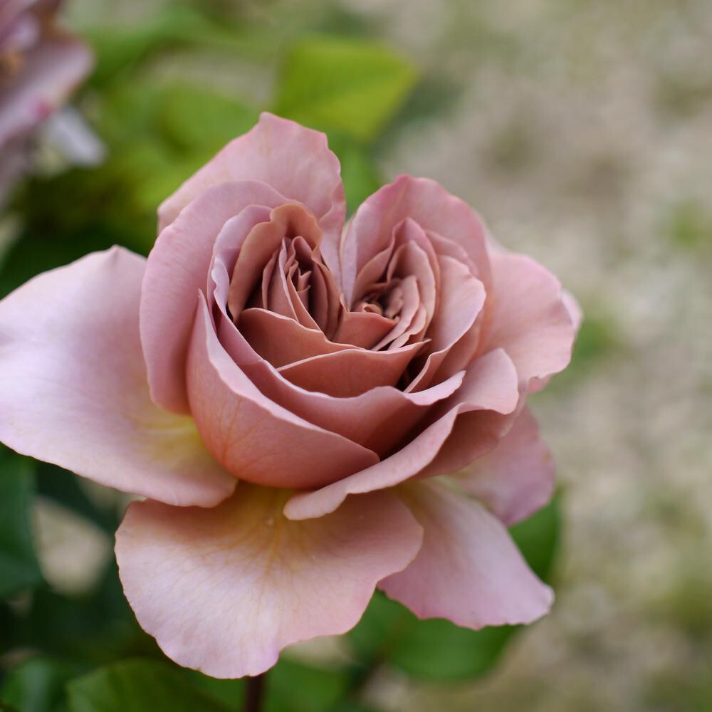 SUPER RARE Café Latte Roses – 3 cuttings for rooting or grafting