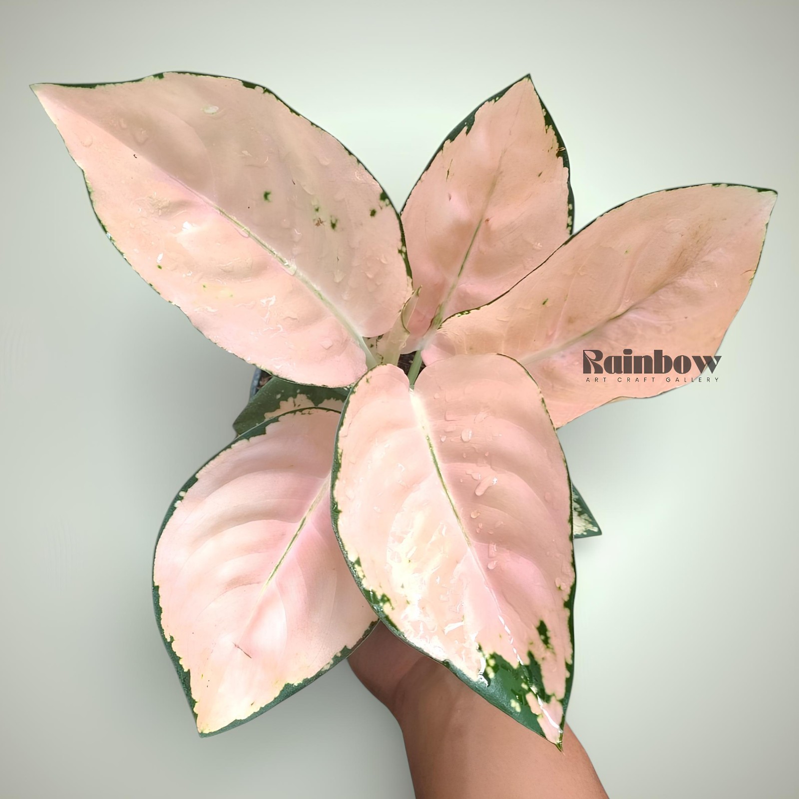Aglaonema White Suksom Beatiful Ornamental Plant