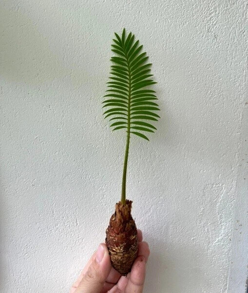 1 pcs Mini Random Size Cycas siamensis Rare Ornamental Product details Forest