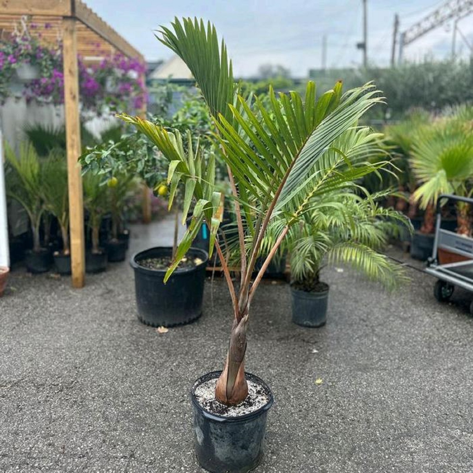 Rare Hyophorbe Lagenicaulis Bottle Palm Live Tropical Ornamental Plant