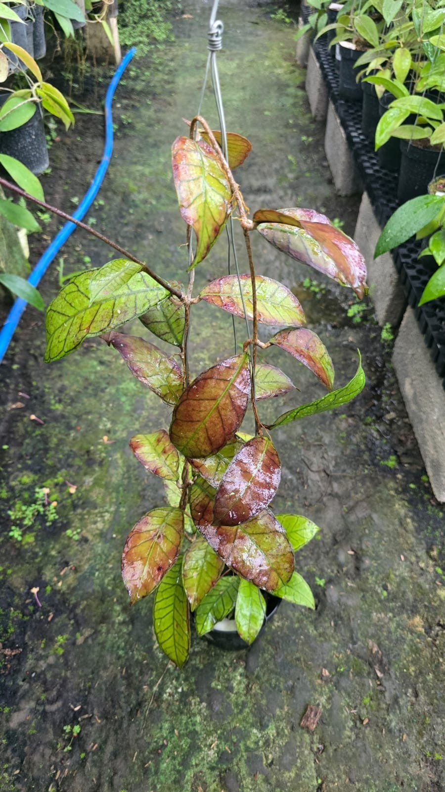 Real Picture Hoya Sp Gunung Gading Red Lush Leaves Rare Plant