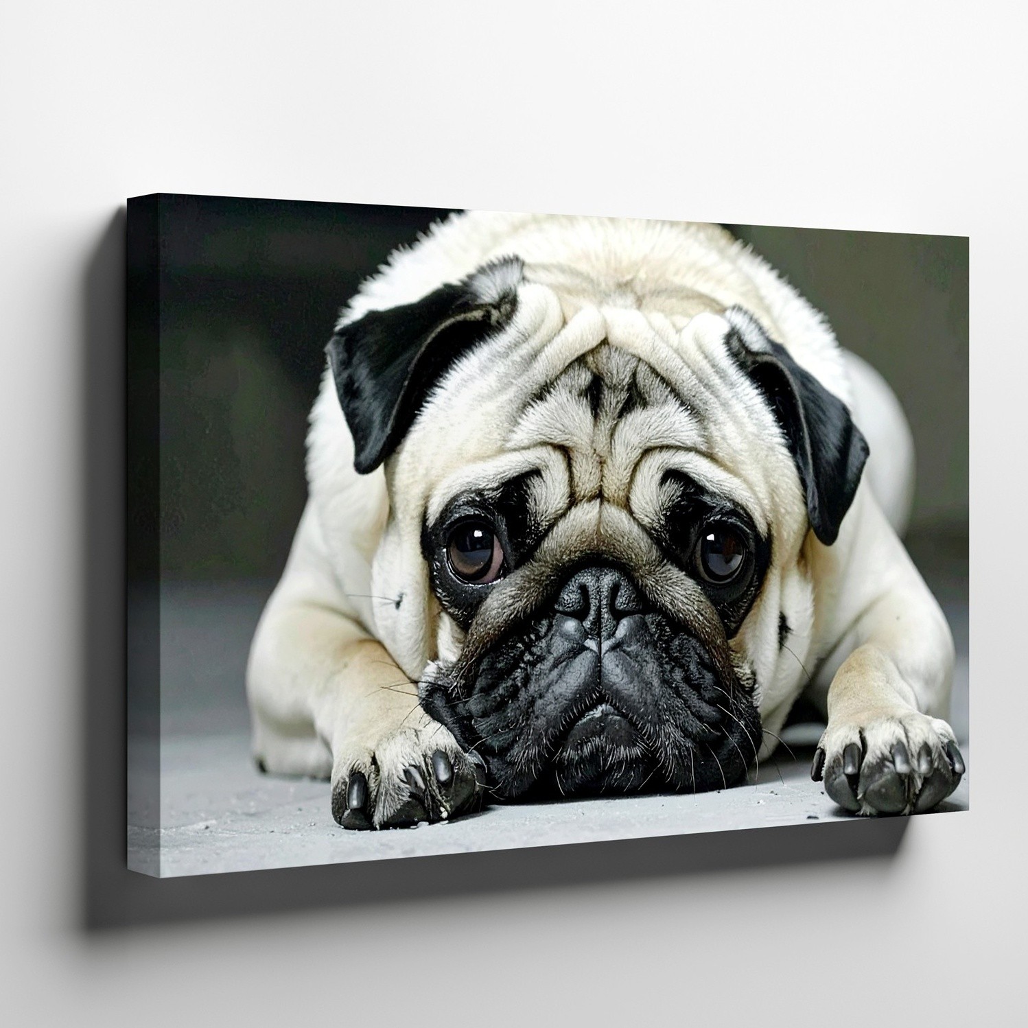 Wall Art Canvas a Realistic Close Up Photograph Style Image of a Pug Lying